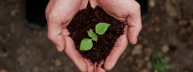 Zwei Hände halten Erde und einen kleinen grünen Pflanzensetzling vor einem verschwommenen Erdhintergrund.
