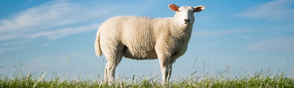Ein weißes Schaf steht auf grünem Gras unter einem blauen Himmel mit vereinzelten Wolken.