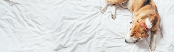 Ein braun-weißer Hund mit rotem Halsband liegt auf einem zerknitterten weißen Bettlaken.