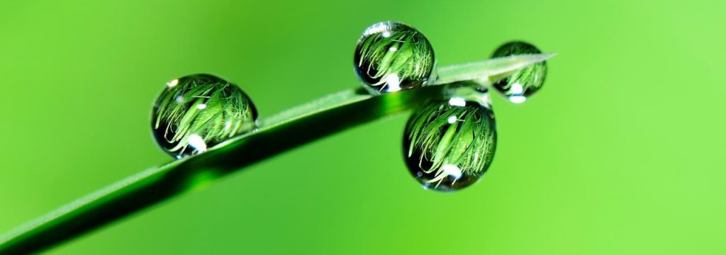 leaf, droplets, reflection
