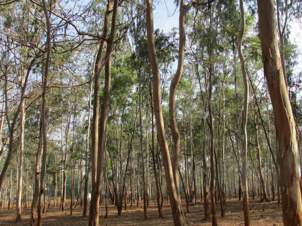 Eukalyptuswald als Symbol fuer Aufforstungsprojekte zur CO2-Kompensation