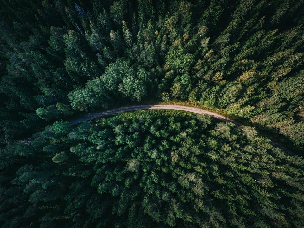 Luftaufnahme eines Waldes mit Straße