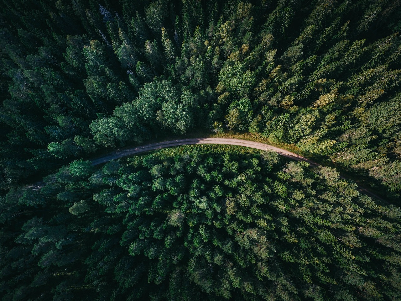 Luftaufnahme eines Waldes mit Straße